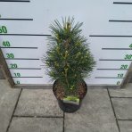 Dáždnikovec praslenovitý (Sciadopitys Verticillata) – výška 40-60 cm, kont. C7,5L